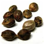 Семена марихуаны АК-47  (Seeds AK-47) в Советске